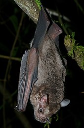 A Jamaican fruit bats hanging from a tree