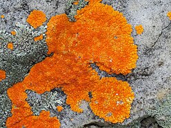 bright orange crust-like growth on a whitish rock