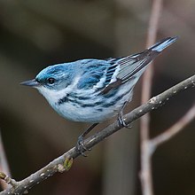 A blue and white bird perched on stick.