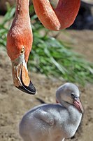 American flamingo and offspring: The arcuate (curved) bill is adapted to bottom scooping.