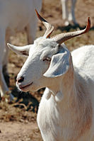 A goat with small wattles at the base of its throat