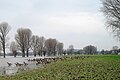 Wildgänse auf den überschwemmten Rheinwiesen