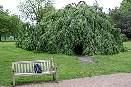 The famous Upside-down Tree, Hyde Park, London, an example of F. sylvatica 'pendula'