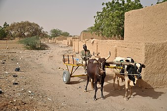 Ox-drawn cart in Filingué, Niger