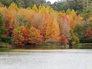 Autumn in Novo Cabrais.