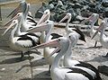 Pelican gather at the public boat ramp in Tuncurry