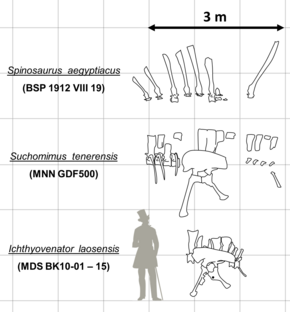 Three pairs of illustrated fossil pelvic bones and spinal columns compared to the silhouette of a human to their left, Ichthyovenator's pelvis and vertebrae first from the bottom