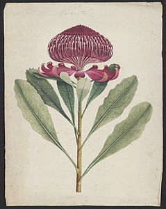 "Wa-ra-ta" (Telopea speciosissima) [1789?]