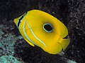 Bluelashed butterflyfish, Chaetodon bennetti (sometimes placed in Megaprotodon)