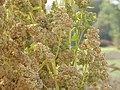 Quinoa plant in Bolivia