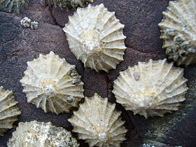 Limpets have carbonate shells and teeth reinforced with goethite