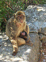 Female barbary macaque with young suckling at Mediterranean Steps, Gibraltar.