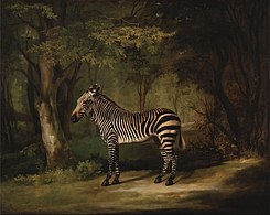 Zebra (1763), oil on canvas, 102.9 x 127.6 cm., Yale Center for British Art