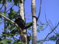 Juvenile Alouatta pigra (Howler monkey), eating leaves of Carica papaya (Costa Rica, peninsula Nicoya, Cabo-Blanco)