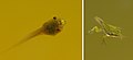 Kaulquappen des Laubfrosches in unterschiedlichen Entwicklungsstadien (Näheres in der Bildbeschreibung)