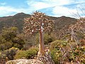 Berglandschaft mit Köcherbaum (Aloe dichotoma)