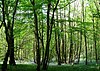 Maplehurst Wood