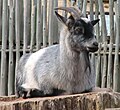 A Nigerian Dwarf goat, one of the animals kept by the Oklahoma City Zoo and considered at recovering status by the ALBC