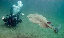 Pacific Electric Ray (torpedo californica) offshore of Anacapa