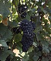 Pinot Meunier, a black grape widely used for white or rosé champagne