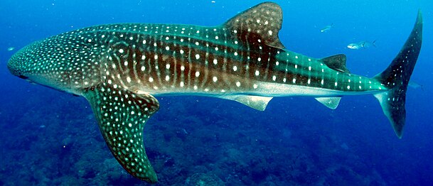 Largest: whale shark