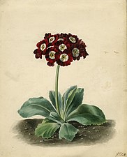 Merry's Pompadour Auricula (undated), pencil and watercolour (with gum arabic) on paper, Norfolk Museums Collections