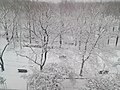 A winter snowfall in Williamsbridge Oval Park