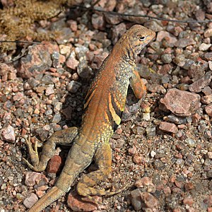 Texas greater earless lizard (Cophosaurus t. texanus), male, Llano County, Texas (26 April 2022)