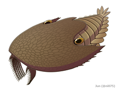 Cambroraster falcatus was a hurdiid radiodont that bore a large horseshoe-shaped carapace.