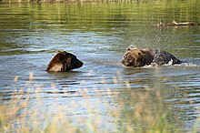 Adult Alaskan Brown bears frolicking in the cold waters in summer