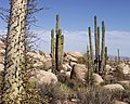 Image 9Flora of Baja California desert, Cataviña region, Mexico (from Ecosystem)