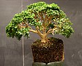Boxwood bonsai