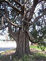 Tree in McMinnville, Oregon