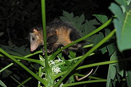 The Common opossum on a branch in a forest