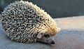 Long-eared hedgehog