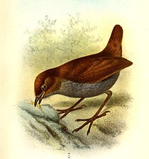 An illustration by Joseph Smit of a bicolored antpitta catching a slug.