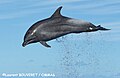 Bottlenose dolphin in Guadeloupe