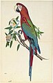 Grünflügelara, A Green-Winged Macaw, folio, possibly from the 'Impey Album,' Attributed by inscription to Shaikh Zain al-Din, Company school at Calcutta, about 1780, opaque watercolor on paper. San Diego Museum of Art, Edwin Binney 3rd Collection, 1990:1357