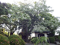 Blühender Zedrachbaum