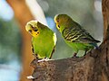 Budgerigars perched in a tree