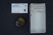 A museum specimen of a Lanistes intortus shell with vouchers