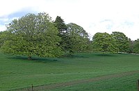 Near Balcarres: Mature trees and a section of the disused drive into Balcarres House