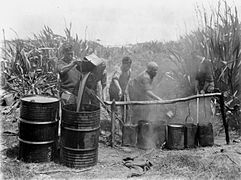 Men boiling the blubber of a beached blackfish at Tokerau Beach. (New Zealand, 1911)