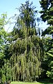 Picea abies 'Virgata'