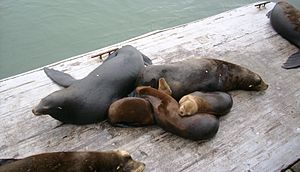 Seven sea lions sleeping on a wooden platform next to the water. There're two dark-brown individuals, and three smaller and lighter-colored individuals, all sleeping on top of one another. The other two are cut-off in the image.