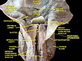 Larynx, pharynx and tongue. Deep dissection, posterior view.