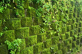 Retaining wall covered in moss