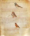 Folio 475r, birds