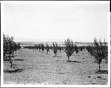 Prune trees, San Fernando Valley, ~1900AD