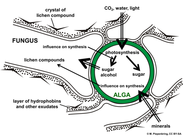 Interactions green alga (green), fungal hypha, lichen, Lichenes (diagram by M. Piepenbring)